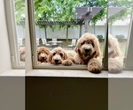 Small Photo #1 Goldendoodle Puppy For Sale in MIRA LOMA, CA, USA
