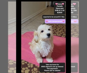 Havapoo Puppy for sale in TUCSON, AZ, USA