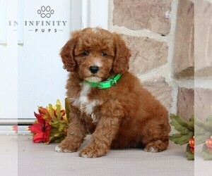 Goldendoodle (Miniature) Puppy for sale in GORDONVILLE, PA, USA