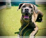 Small #1 Bullmastiff Mix