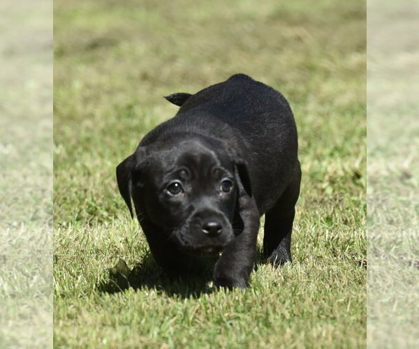 Medium Photo #4 Dachsador Puppy For Sale in Mechanicsburg, PA, USA