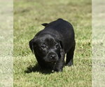 Small #3 Dachsador