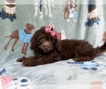 Small #1 Cavapoo (Miniature)