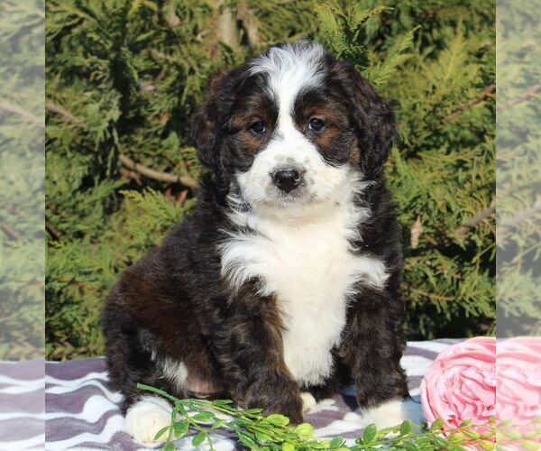 Medium Photo #1 Bernedoodle-Poodle (Standard) Mix Puppy For Sale in NARVON, PA, USA