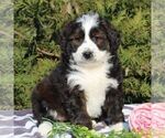 Small Photo #1 Bernedoodle-Poodle (Standard) Mix Puppy For Sale in NARVON, PA, USA