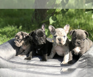 Doberman Pinscher Puppy for sale in ATL, GA, USA