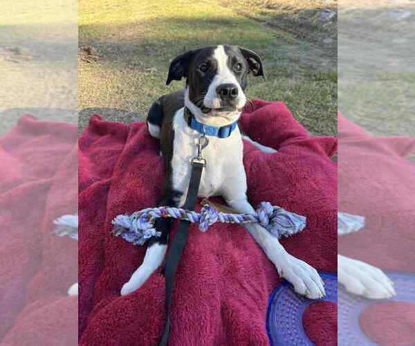 Medium Photo #3 Mutt Puppy For Sale in Boston, MA, USA