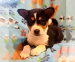 Small #2 Basenji