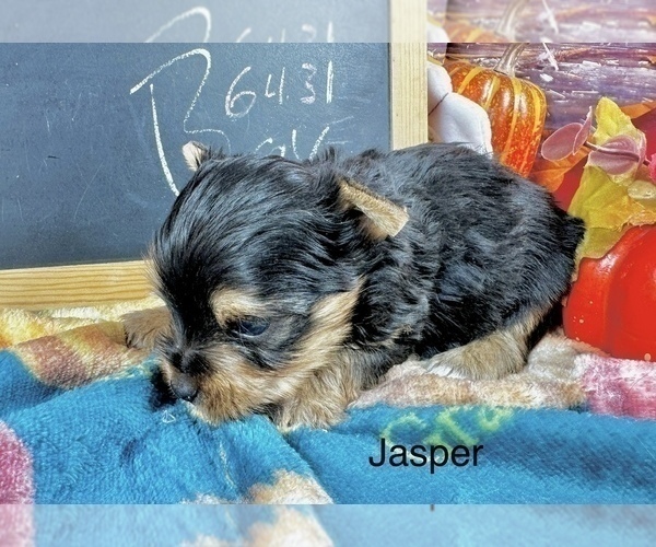Medium Photo #7 Yorkshire Terrier Puppy For Sale in CASSVILLE, MO, USA