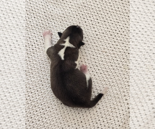 Medium Photo #1 Akita Puppy For Sale in STRAFFORD, MO, USA