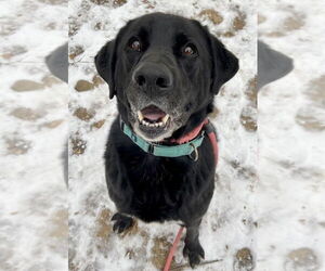 Shadow (King) Havard - Male Labrador Retriever-Unknown Mix Dog for Adoption - Photo #7