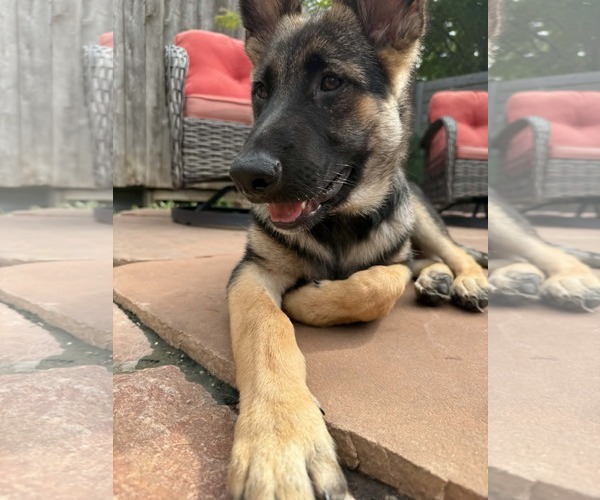 Medium Photo #3 German Shepherd Dog Puppy For Sale in Gretna, NE, USA