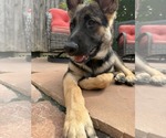 Small #2 German Shepherd Dog