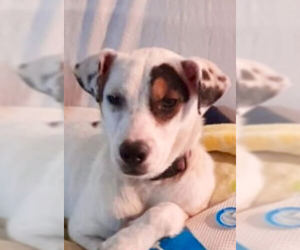 Medium Photo #3 Sheprador Puppy For Sale in San Diego, CA, USA