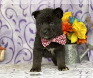 Labrador Retriever-Siberian Husky Mix Puppy for sale in LANCASTER, PA, USA