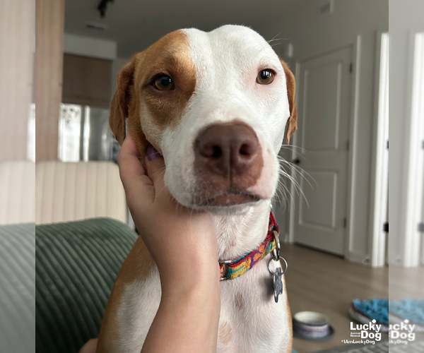 Medium Photo #9 Labrador Retriever-Unknown Mix Puppy For Sale in Washington, DC, USA