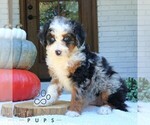 Small #1 Bernedoodle (Miniature)