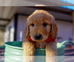 Puppy Hunter Goldendoodle (Miniature)