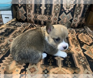 Medium Pembroke Welsh Corgi