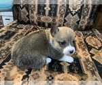 Puppy Male 2 Pembroke Welsh Corgi
