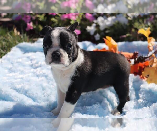 Medium Photo #3 Boston Terrier Puppy For Sale in ORO VALLEY, AZ, USA