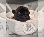 Puppy Blue Collar Pug