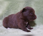 Small Photo #42 Pomsky Puppy For Sale in RAMONA, CA, USA