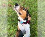 Small #2 Beagle