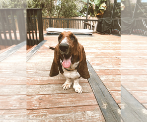 Basset Hound Puppy for sale in GULF BREEZE, FL, USA