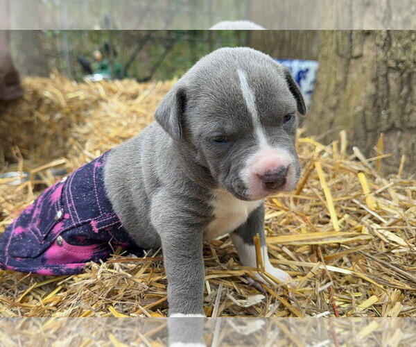 Medium Photo #2 Mutt Puppy For Sale in Rockaway, NJ, USA