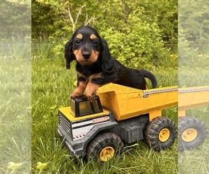 Dachshund Puppy for sale in MIDDLEBURY, IN, USA