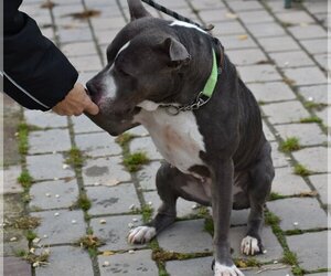 Meera - Female American Staffordshire Terrier-Unknown Mix Dog for Adoption - Photo #4