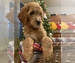 Puppy 2 Irish Doodle-Poodle (Standard) Mix
