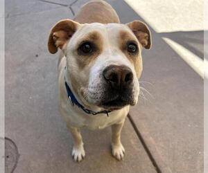 Mutt Dogs for adoption in Martinez, CA, USA