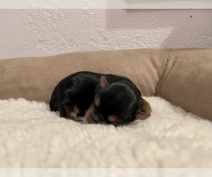 Yorkshire Terrier Puppy for sale in HAYWARD, CA, USA