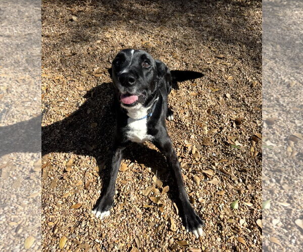 Medium Photo #2 Borador Puppy For Sale in Houston, TX, USA