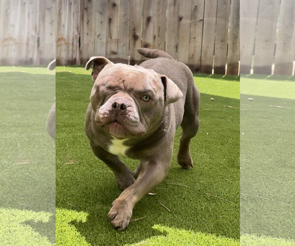 Medium Photo #4 American Staffordshire Terrier-French Bulldog Mix Puppy For Sale in Mission Viejo, CA, USA