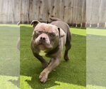 Small #3 American Staffordshire Terrier-French Bulldog Mix