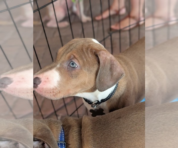 Medium Photo #12 Great Dane-Unknown Mix Puppy For Sale in Holly Springs, NC, USA