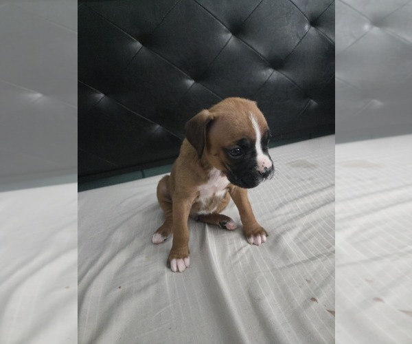 Medium Photo #2 Boxer Puppy For Sale in GALLOWAY, NJ, USA
