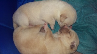 Goberian Puppy for sale in SOUTHAVEN, MS, USA