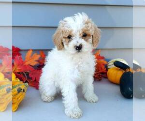 Poodle (Toy) Puppy for sale in ROCKVILLE, IN, USA