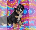Small Photo #1 Greater Swiss Mountain Dog Puppy For Sale in AIRVILLE, PA, USA