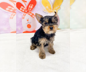 Morkie Puppy for sale in LAS VEGAS, NV, USA