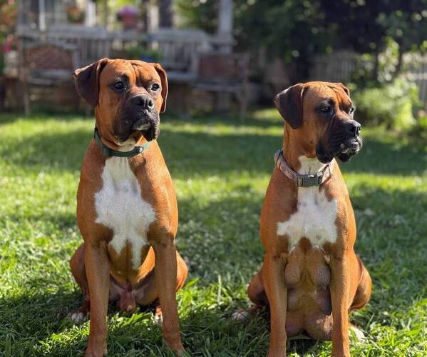 Medium Photo #16 Boxer Puppy For Sale in FONTANA, CA, USA