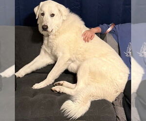 Great Pyrenees Dogs for adoption in Bountiful, UT, USA