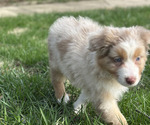 Small #6 Australian Shepherd