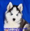 Small Photo #4 Siberian Husky Puppy For Sale in MANILLA, IA, USA