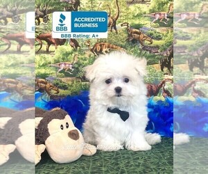 Maltese Puppy for sale in WINNSBORO, LA, USA