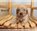 Small Golden Retriever